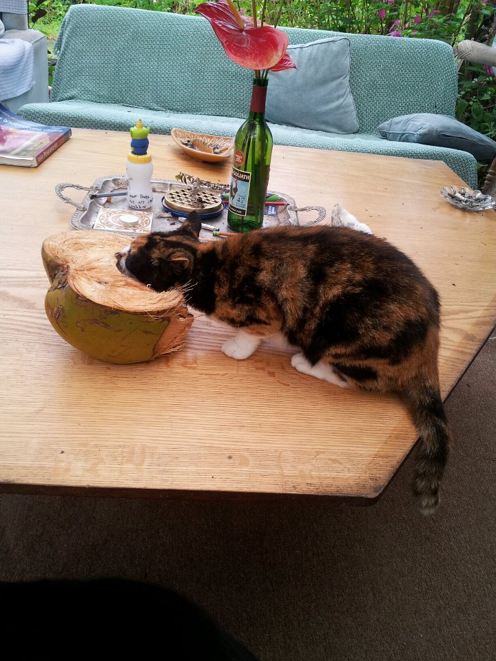 Hawaii, the amazing place where cats eat coconuts