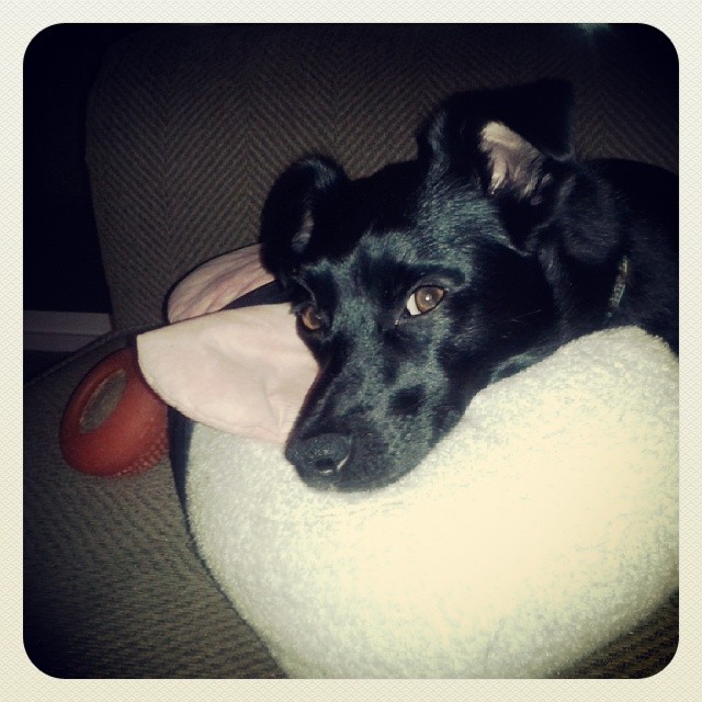 There is no question. He is thinking about chasing lizards. 