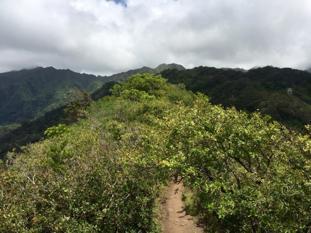 Through the thicket, onward and upward