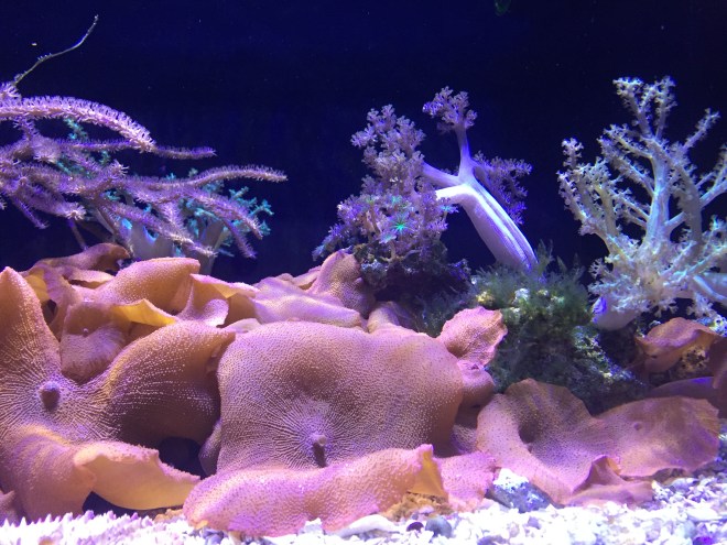 Beautiful coral exhibits